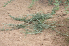 Trichurus monsoniae